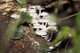 Mycena illuminans image