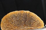 Gloeophyllum sepiarium image