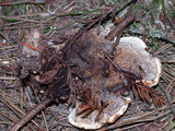 Hydnellum aurantiacum image