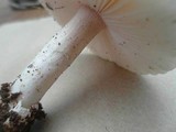 Amanita roseolamellata image