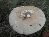 Amanita roseolamellata image