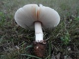 Amanita roseolamellata image