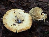 Lactarius bertillonii image