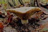 Lactarius bertillonii image