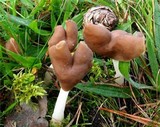 Helvella albella image