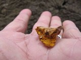 Phellinus gilvus image
