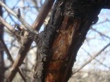 Ceriporia purpurea image