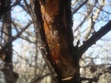 Ceriporia purpurea image