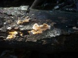 Ceriporia purpurea image