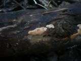 Ceriporia purpurea image