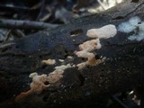 Ceriporia purpurea image