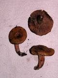 Lactarius rubrilacteus image