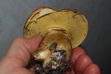 Suillus caerulescens image
