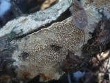 Radulomyces molaris image