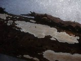 Junghuhnia nitida image