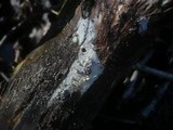 Sistotremastrum niveocremeum image