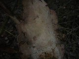 Trichaptum abietinum image