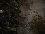 Trichaptum abietinum image