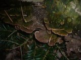 Trichaptum abietinum image