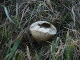 Lycoperdon pratense image