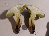 Boletus chrysenteron image