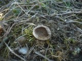 Lycoperdon pratense image