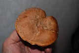 Suillus ponderosus image