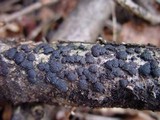 Hypoxylon howeianum image