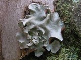 Parmotrema austrosinense image