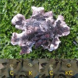 Parmotrema austrosinense image