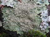 Hyperphyscia adglutinata image