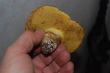 Suillus ponderosus image