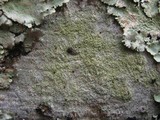 Pyrrhospora quernea image