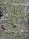 Pyrrhospora quernea image