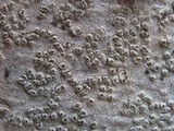 Pertusaria pustulata image