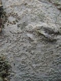 Pertusaria pustulata image