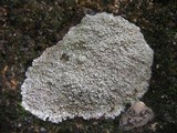 Pertusaria pertusa image