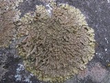Xanthoparmelia pulla image
