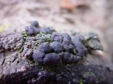 Annulohypoxylon multiforme image