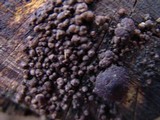 Annulohypoxylon multiforme image