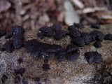 Annulohypoxylon multiforme image