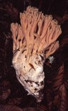 Ramaria formosa image