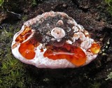 Fomitopsis cajanderi image