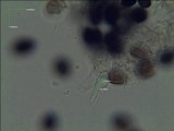 Panaeolus papilionaceus var. parvisporus image