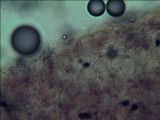Panaeolus papilionaceus var. parvisporus image