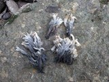 Clavulina coralloides image