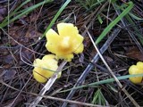 Hygrophorus persistens image
