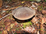 Boletus zelleri image