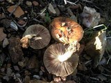 Pholiota highlandensis image