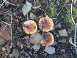 Pholiota highlandensis image